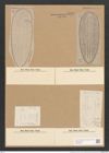 Surirella febigerii Lend. (de-Toni-Nr.: Genus 53, Species 2293) Zeichnungen Sammlung Grunow Nr. 4740 (NHMW-BOT-W0372847)